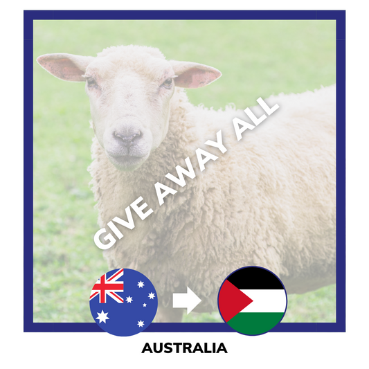 Qurban Sheep | Korban Kambing Australia to Palestine