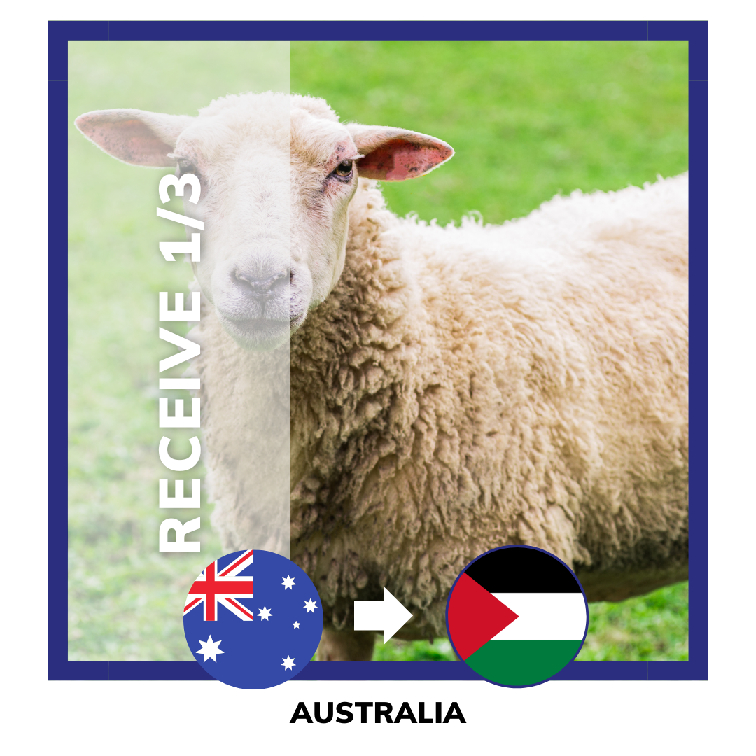 Qurban Sheep | Korban Kambing Australia to Palestine