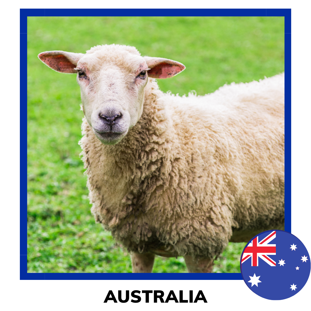 Qurban Sheep | Korban Kambing Biri Biri Australia
