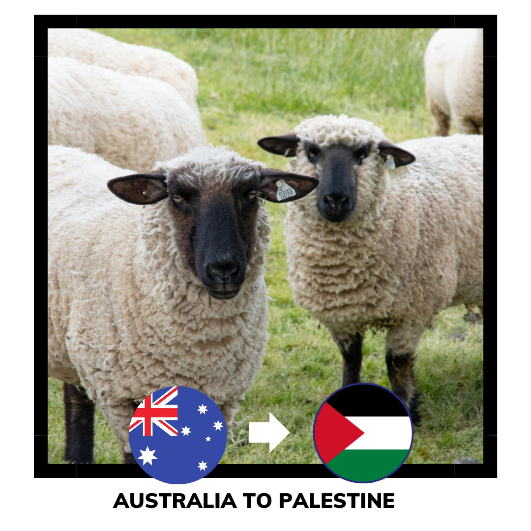 Qurban Sheep | Korban Kambing Australia to Palestine