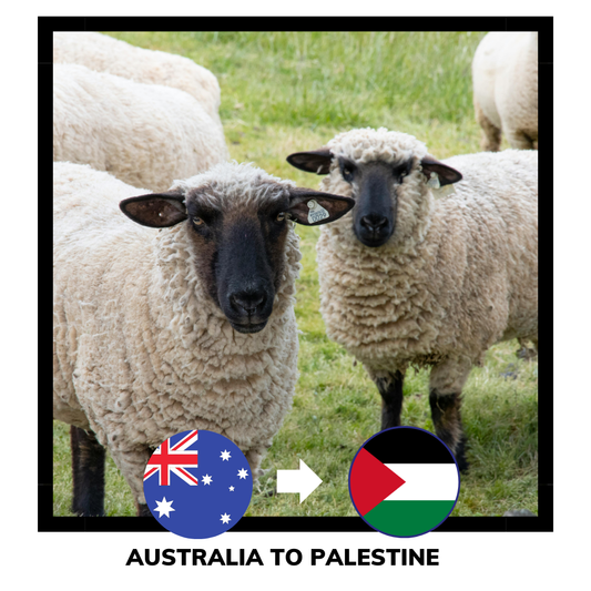 Qurban Sheep | Korban Kambing Australia to Palestine