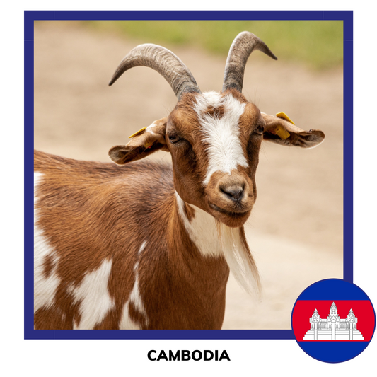 Aqiqah Cambodia Sheep and Goat | Akikah Kambing Cambodia