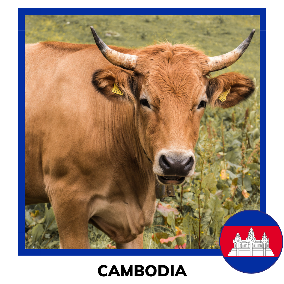 Qurban Cambodia Cow | Korban Lembu Cambodia