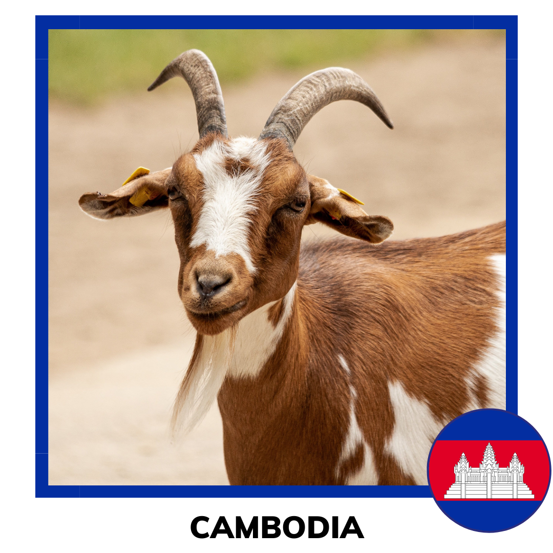 Qurban Cambodia Sheep and Goat | Korban Kambing Cambodia