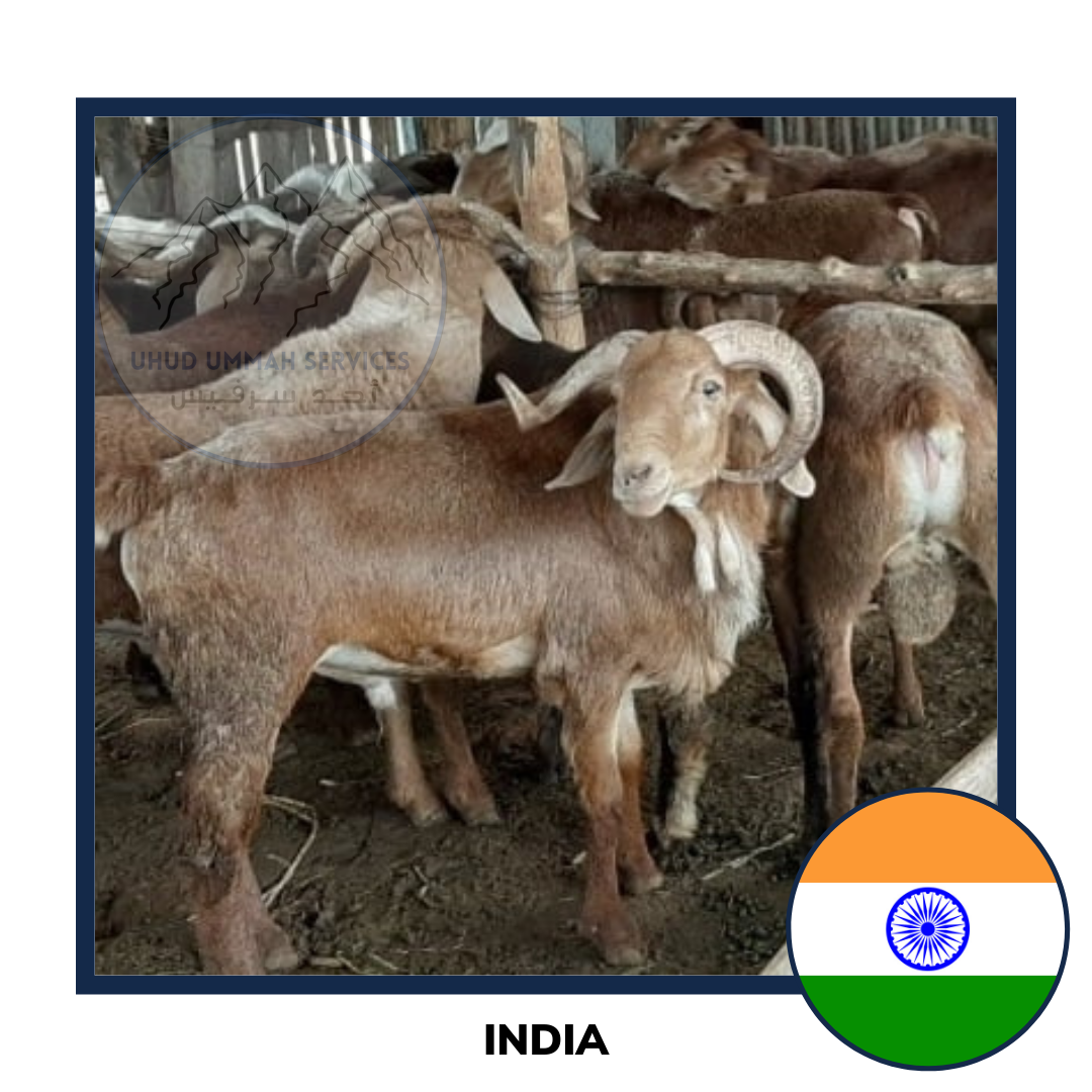 Aqiqah India Sheep and Goat | Akikah Kambing India