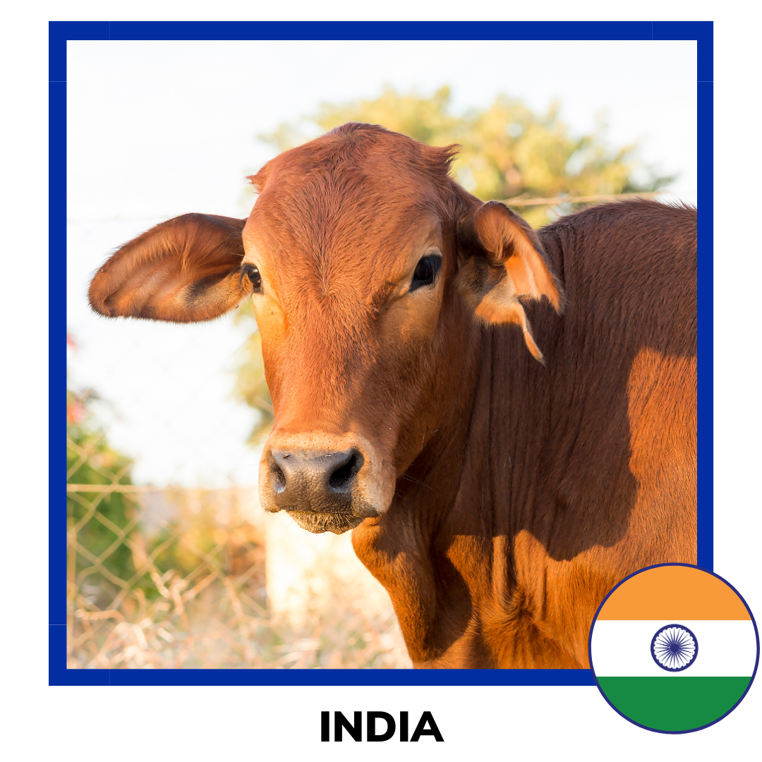 Qurban India Cow | Korban Lembu India