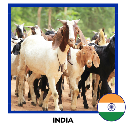 Aqiqah India Sheep and Goat | Akikah Kambing India