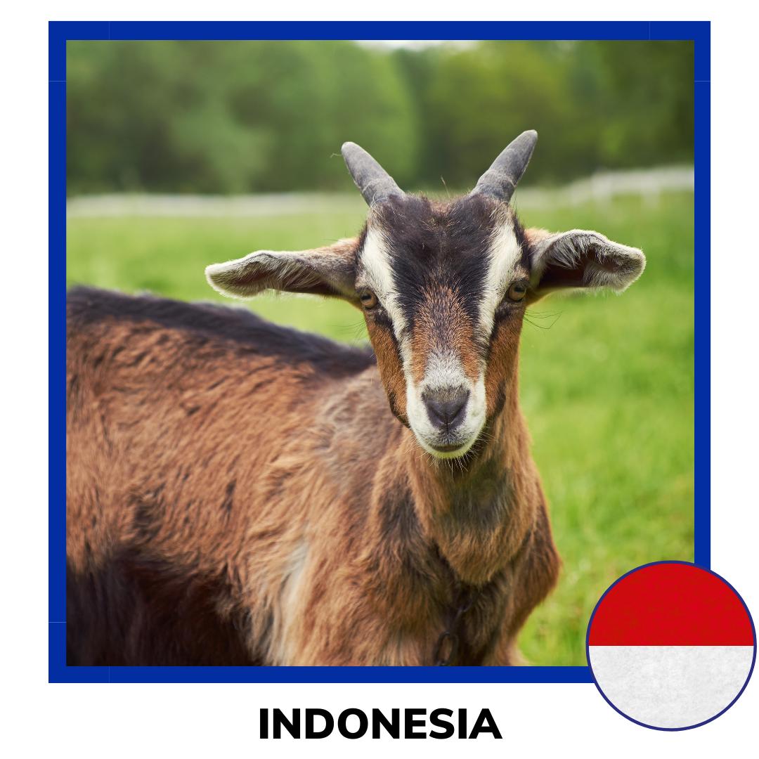 Qurban Indonesia Sheep and Goat | Korban Kambing Indonesia