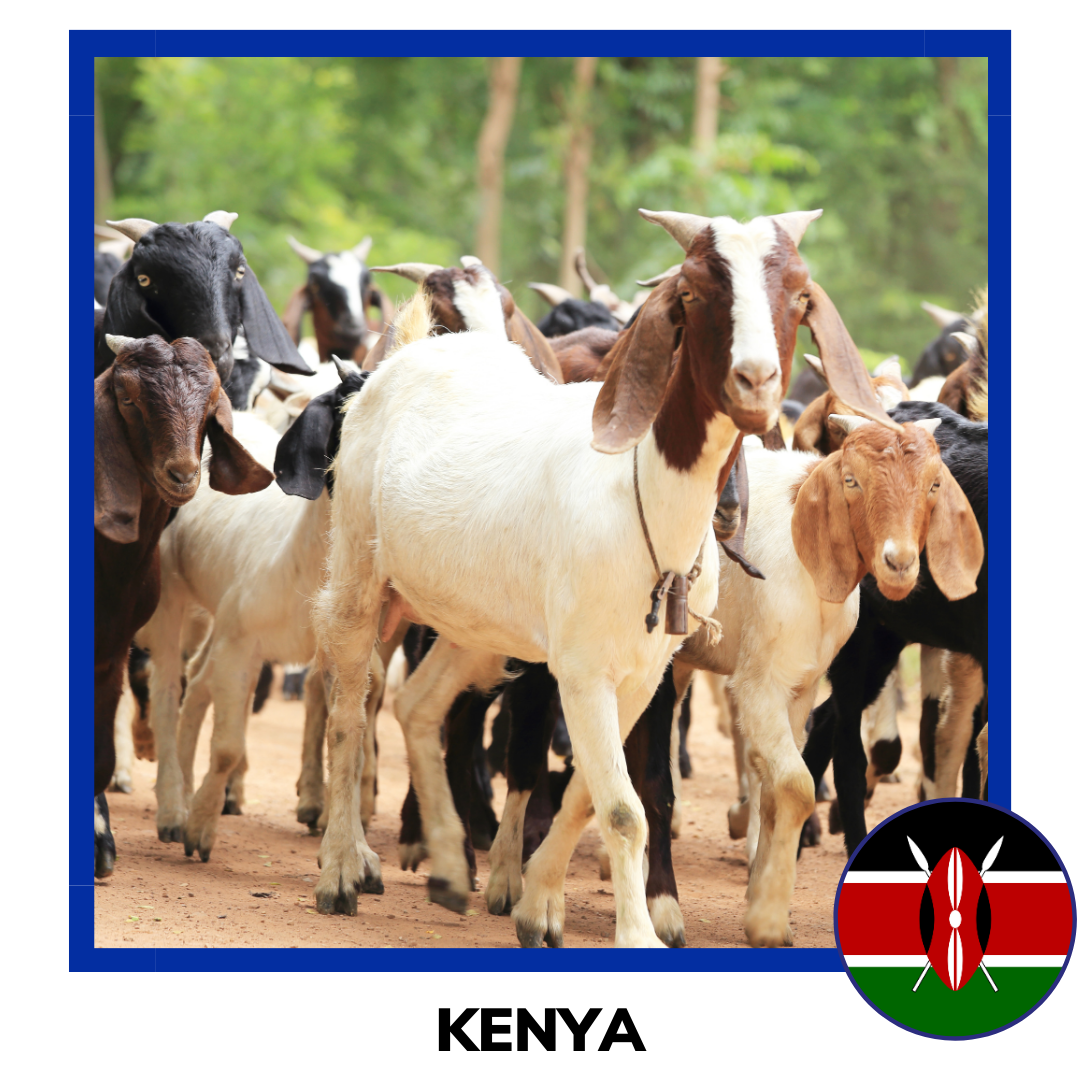 Qurban Kenya Sheep and Goat | Korban Kambing Kenya