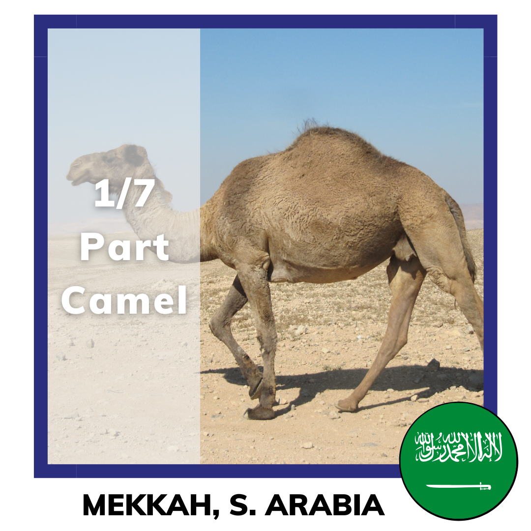Qurban Camel Mecca Saudi Arabia | Korban Unta Mekkah Arab Saudi