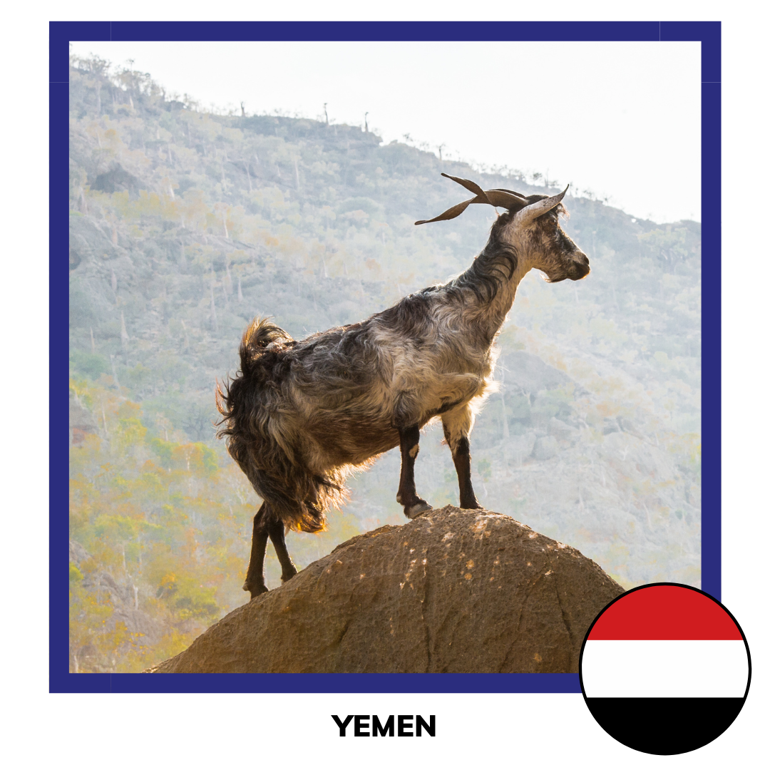Qurban Yemen Sheep | Korban Kambing Yemen