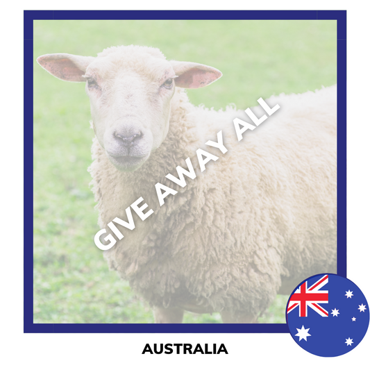 Qurban Sheep | Korban Kambing Biri Biri Australia