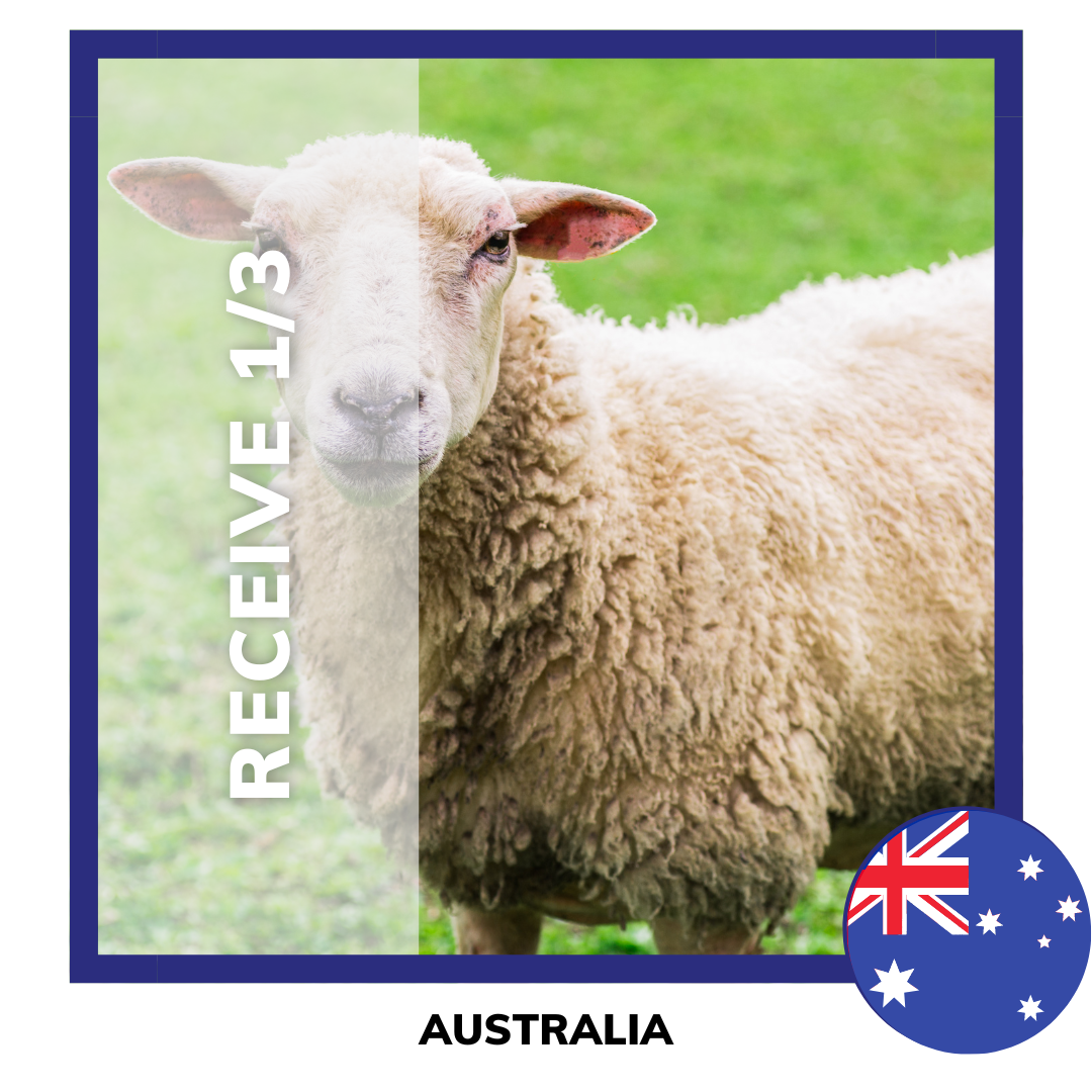 Qurban Sheep | Korban Kambing Biri Biri Australia