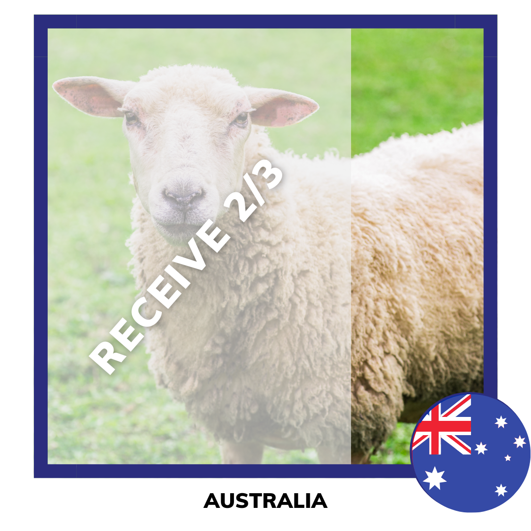 Qurban Sheep | Korban Kambing Biri Biri Australia