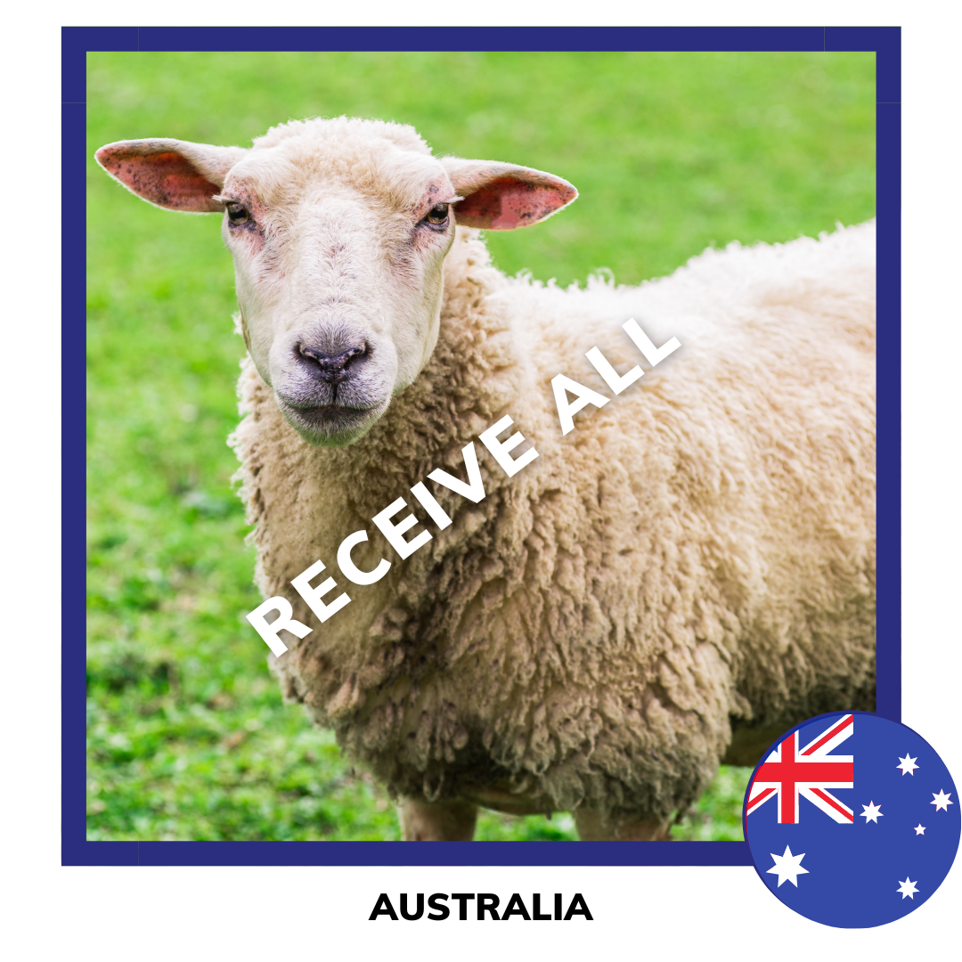 Qurban Sheep | Korban Kambing Biri Biri Australia