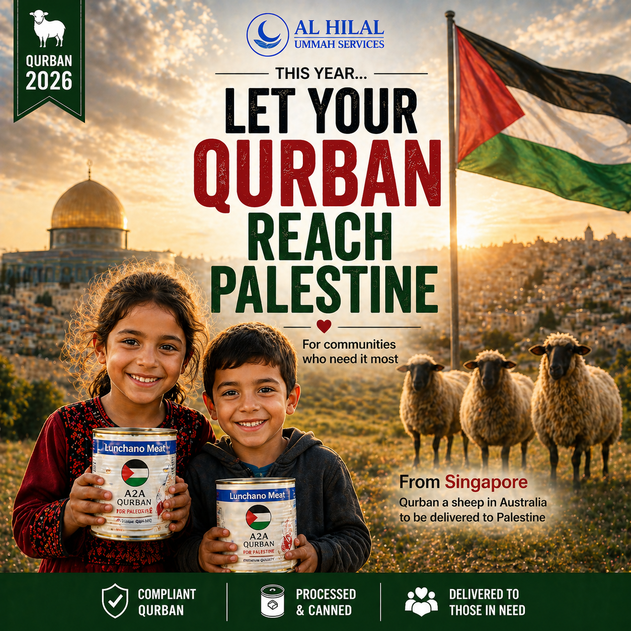 Qurban Sheep | Korban Kambing Australia to Palestine