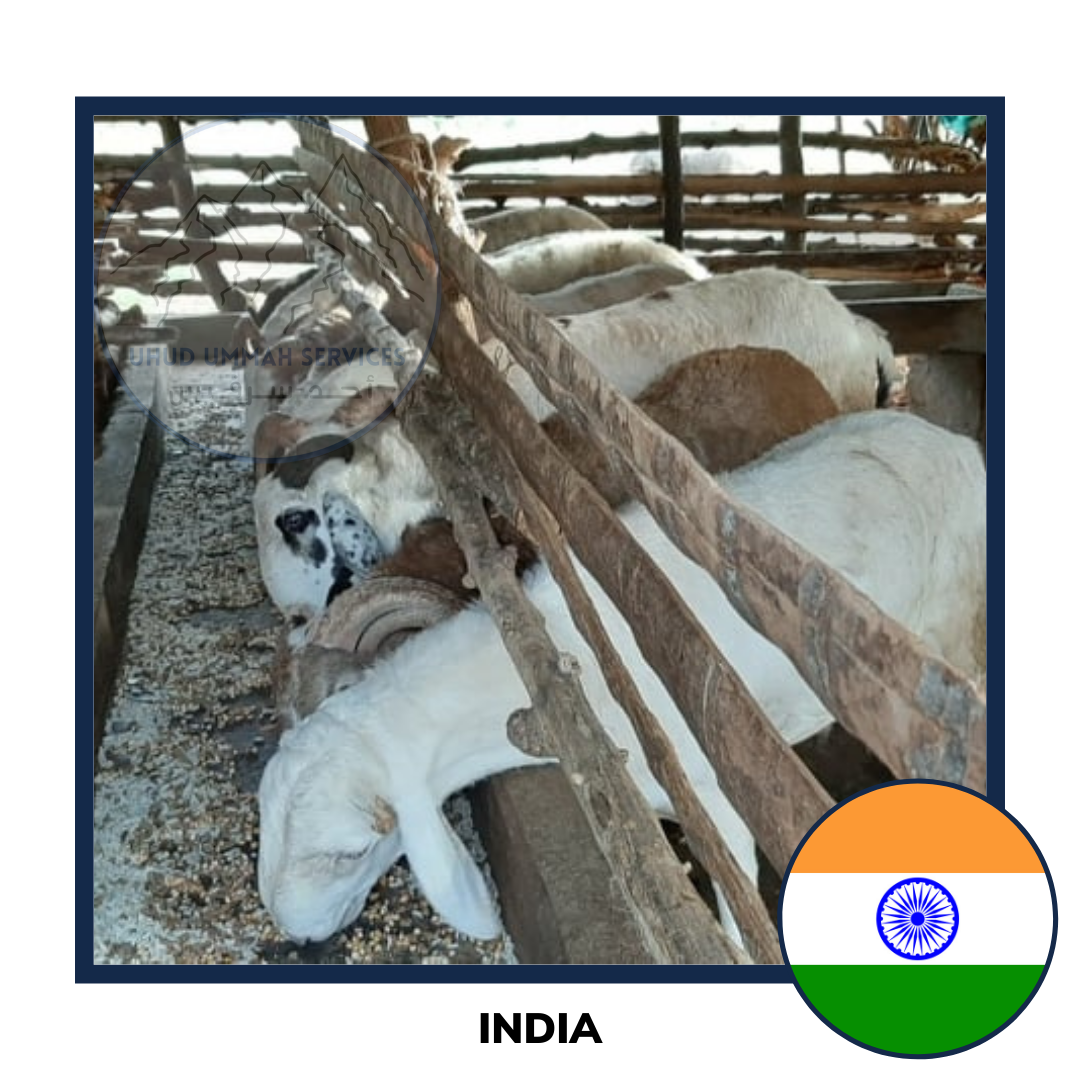 Aqiqah India Sheep and Goat | Akikah Kambing India