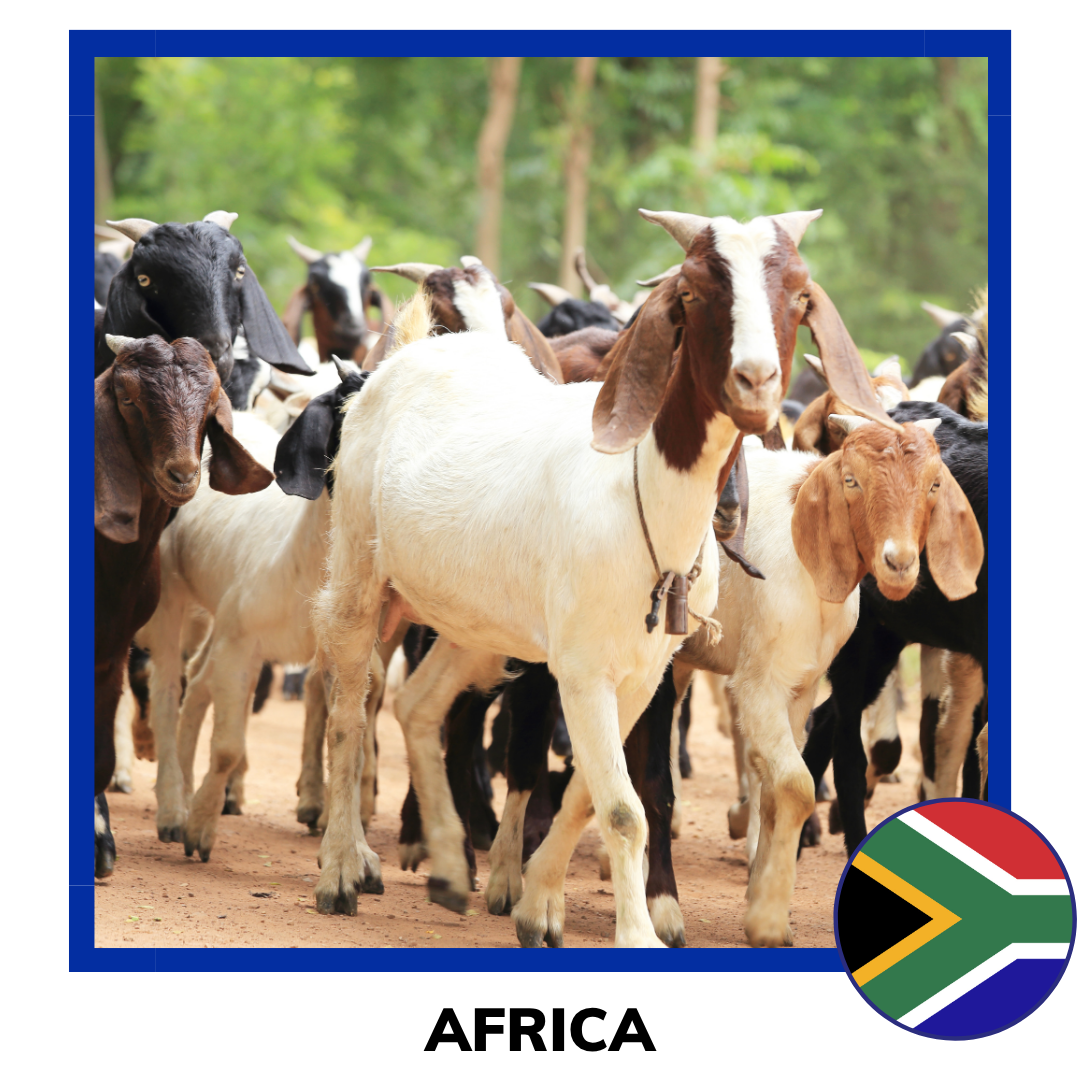 Qurban Africa Sheep and Goat | Korban Kambing Africa