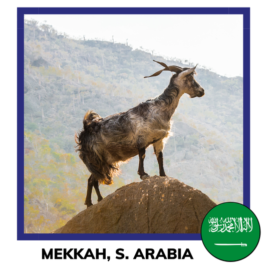 Qurban Mecca Saudi Arabia | Korban Kambing Mekkah Arab Saudi