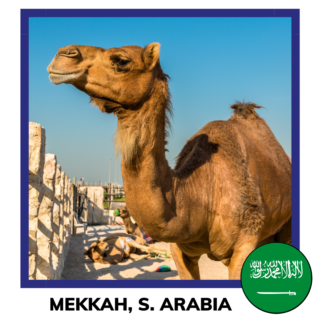Qurban Camel Mecca Saudi Arabia | Korban Unta Mekkah Arab Saudi