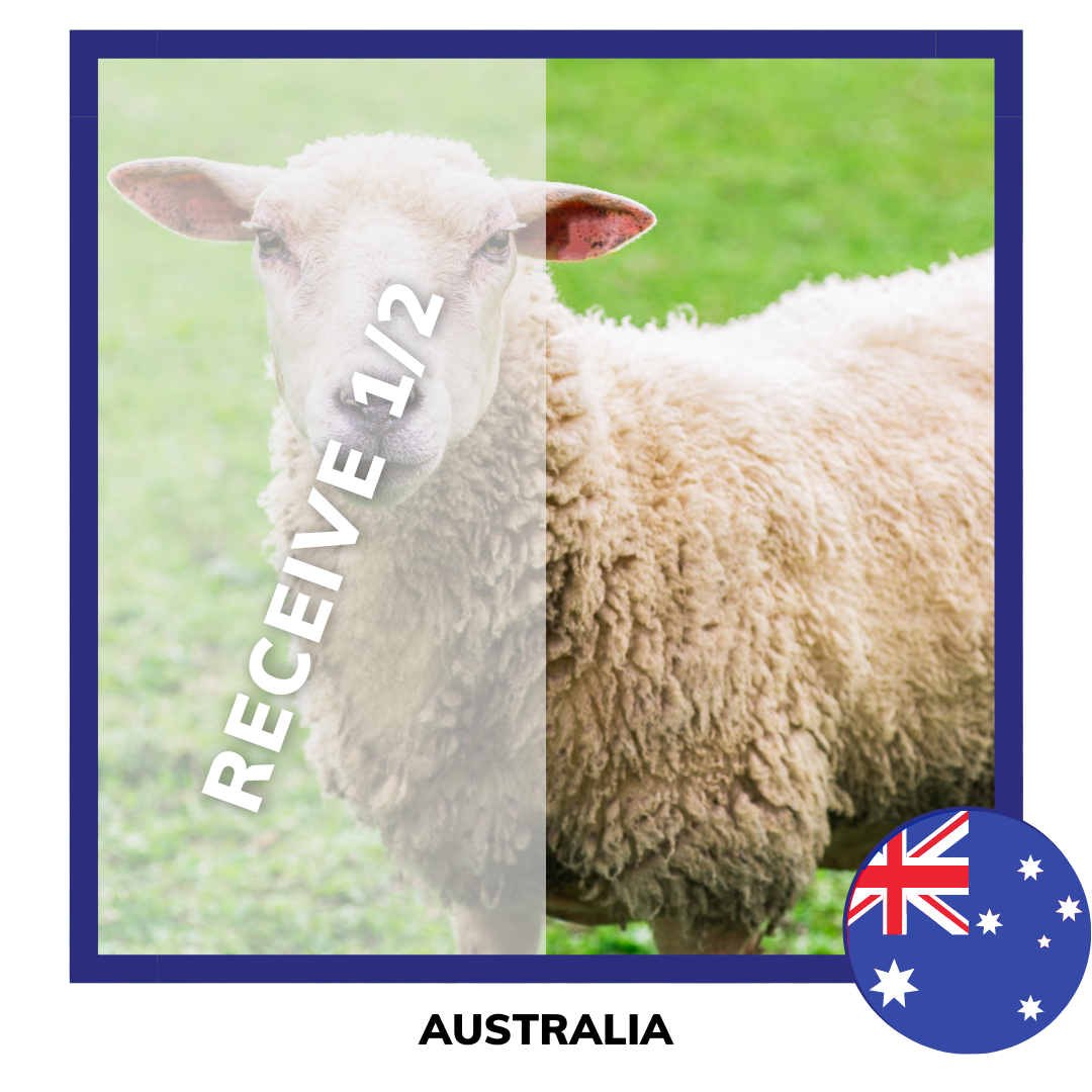 Qurban Sheep | Korban Kambing Biri Biri Australia