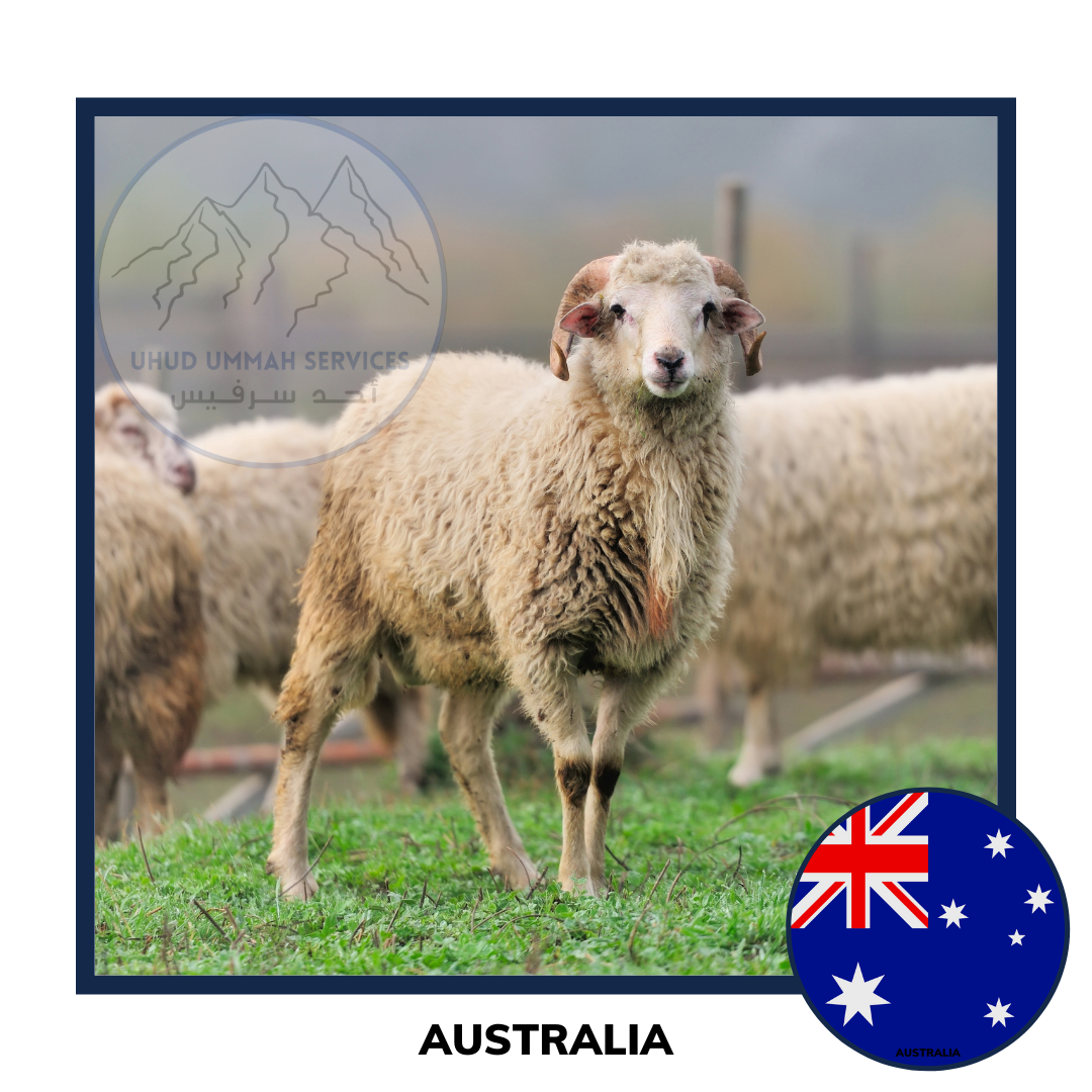 Qurban Sheep | Korban Kambing Biri Biri Australia