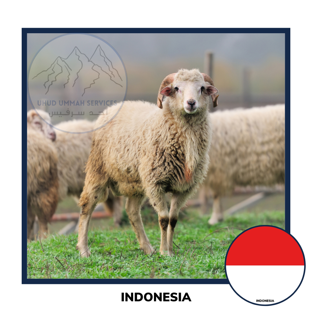 Qurban Indonesia Sheep and Goat | Korban Kambing Indonesia