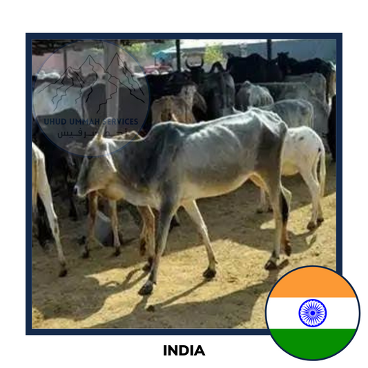 Qurban India Cow | Korban Lembu India